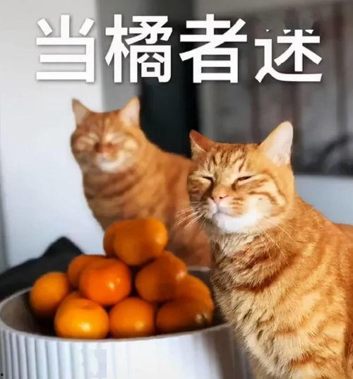 抖音网红黄色吃瓜,揭秘网络红人的另类生活