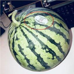 网红吃瓜点,揭秘娱乐圈幕后真相