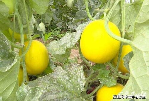 石家庄吃瓜网最新消息,最新热辣事件大盘点！