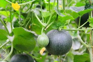 雅麻跌吃瓜网,揭秘网络热点的背后真相