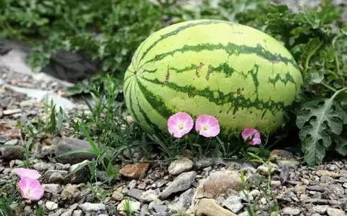 吃瓜中国网,揭秘娱乐圈幕后故事，带你领略娱乐风云